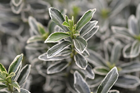 Gümüşi Çıtır Taflan  30 Adet