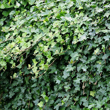 Hedera Helix – Orman Sarmaşığı 100-150 cm 20 Adet