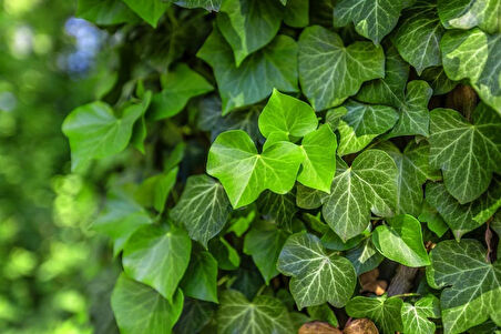 Hedera Helix – Orman Sarmaşığı 100-150 cm 20 Adet
