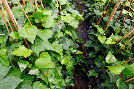 Hedera Helix – Orman Sarmaşığı 100-150 cm 20 Adet