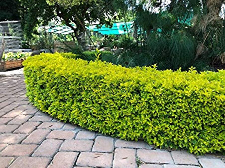 Gold Taflan (Euonymus Japonica Aurea) Canlı Çit Bitkisi 30 Adet