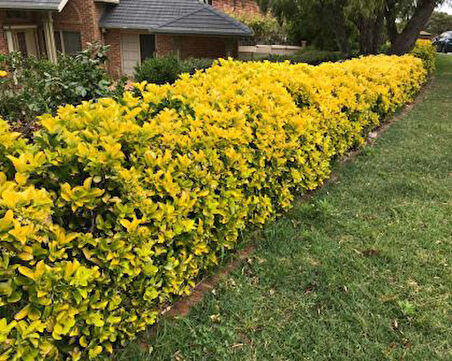 Gold Taflan (Euonymus Japonica Aurea) Büyük Boy 40-50 cm 3 Adet