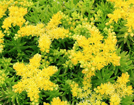 Sarı Sedum - Sedum mexicanum 45 Adet