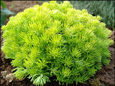 Sarı Sedum - Sedum mexicanum 45 Adet