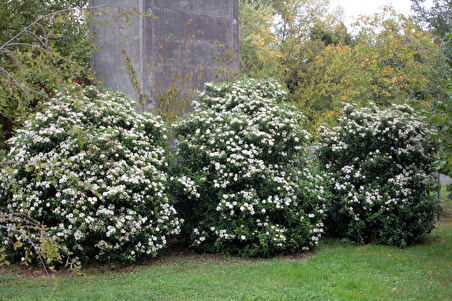 Viburnum Tinus - Yaprak Dökmeyen Kartopu 100 cm