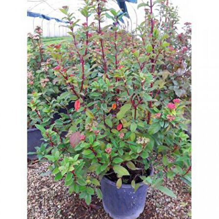 Viburnum Tinus - Yaprak Dökmeyen Kartopu 100 cm