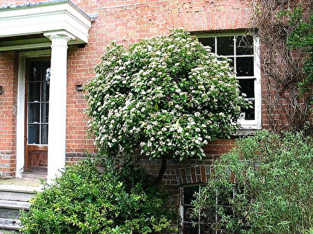 Viburnum Tinus - Yaprak Dökmeyen Kartopu 100 cm 3 Adet