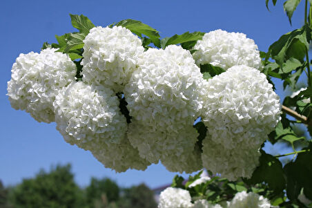 Viburnum Opulus – Yaz Kartopu Bitkisi