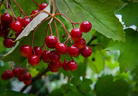 Viburnum Opulus – Yaz Kartopu Bitkisi
