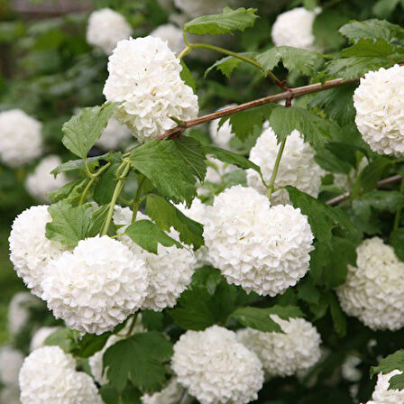 Viburnum Opulus – Yaz Kartopu Bitkisi 3 Adet