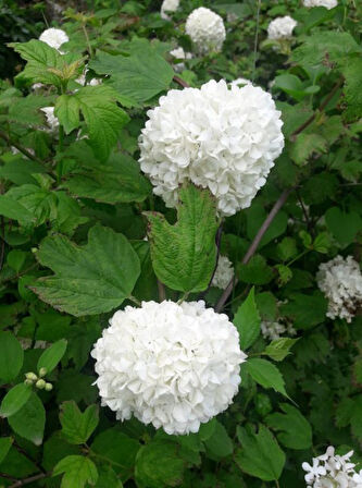 Viburnum Opulus – Yaz Kartopu Bitkisi 3 Adet