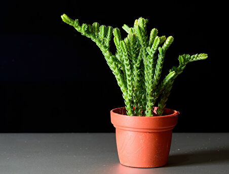Prenses Çamı - Crassula muscosa 10 Adet