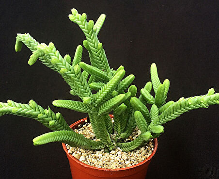 Prenses Çamı - Crassula muscosa 10 Adet