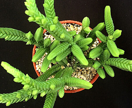 Prenses Çamı - Crassula muscosa 10 Adet