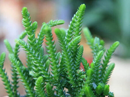 Prenses Çamı - Crassula muscosa 10 Adet