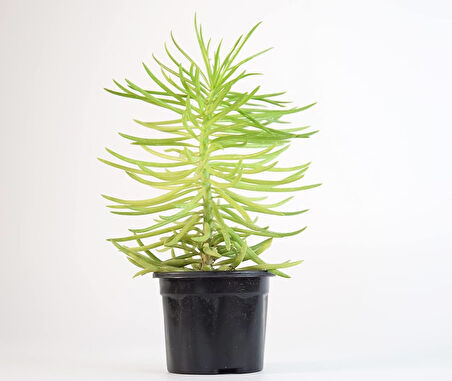 Etli Çalı Senecio – Senecio Himalaya - Senecio Barbertonicus 5 Adet