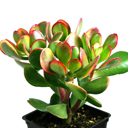 Para Çiçeği – Crassula Ovata  10 Adet