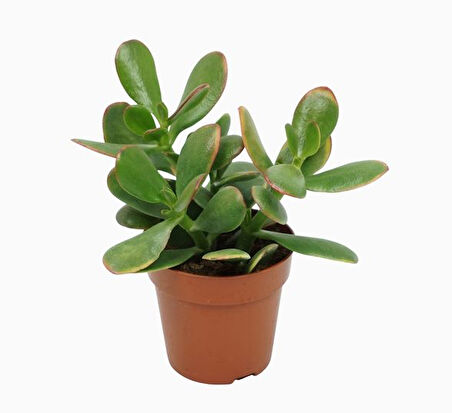 Para Çiçeği – Crassula Ovata  5 Adet