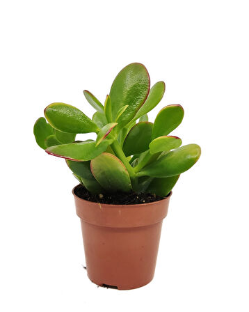 Para Çiçeği – Crassula Ovata  5 Adet