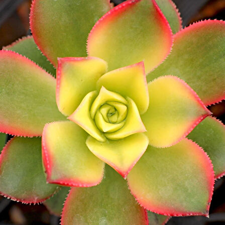 Aeonium Kiwi – Gökkuşağı Sukulent 10 Adet