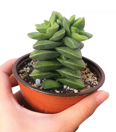 Crassula Springtime 5 Adet