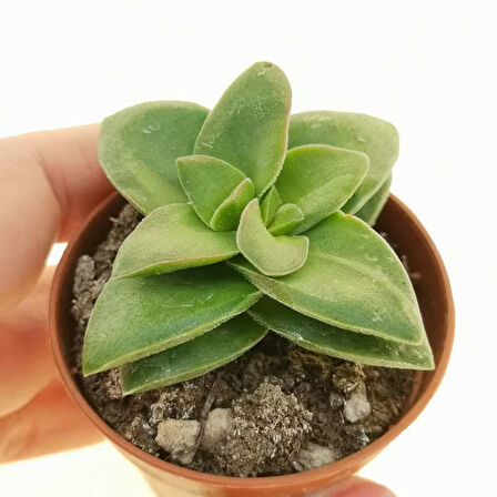 Crassula Springtime 5 Adet