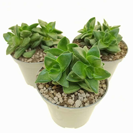 Crassula Springtime 5 Adet