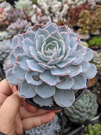 Echeveria Morning Beauty – Sabah Güzeli Sukulent 5 Adet