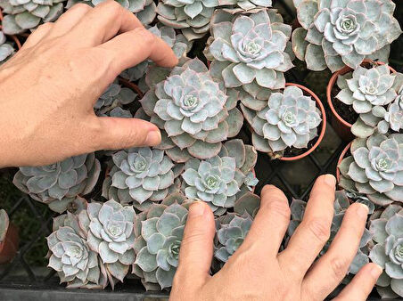 Echeveria Morning Beauty – Sabah Güzeli Sukulent 5 Adet