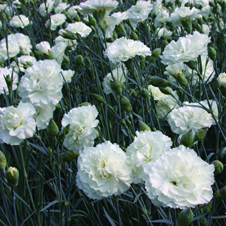 Çin Karanfili – Dianthus sinensis - Beyaz 10 Adet