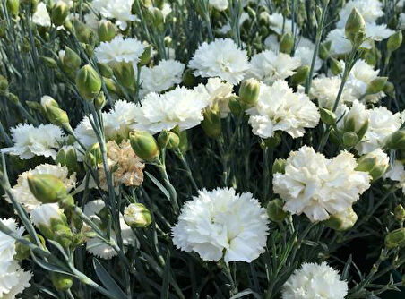 Çin Karanfili – Dianthus sinensis - Beyaz  20 Adet