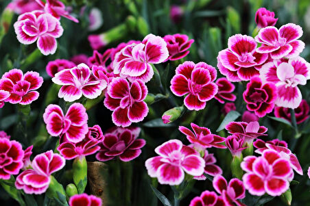 Çin Karanfili – Dianthus sinensis – Pembe 5 Adet