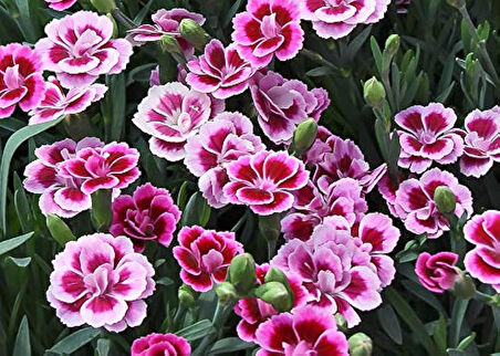 Çin Karanfili – Dianthus sinensis – Pembe 5 Adet