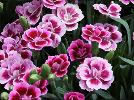 Çin Karanfili – Dianthus sinensis – Pembe  10 Adet