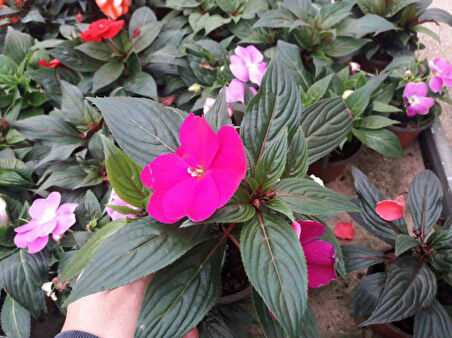 Cam Güzeli Çiçeği -İmpatiens walleriana - Pembe 10 Adet