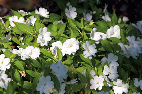 Cam Güzeli Çiçeği -İmpatiens walleriana - Beyaz  5 Adet