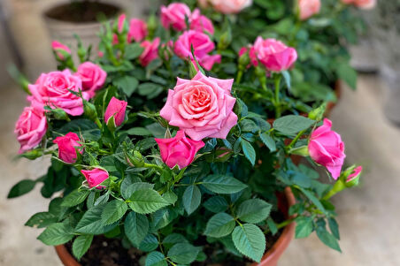 Mini Gül – Minyatür Saksı Gülü Pembe  3 Adet