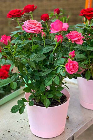Mini Gül – Minyatür Saksı Gülü Pembe  3 Adet