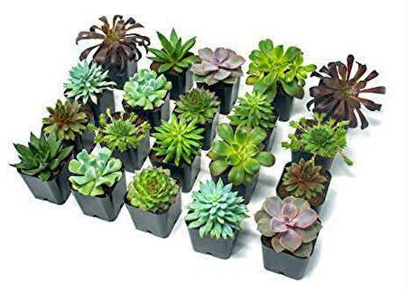 Sukulent Mix  - Karışık Sukulent Seti 10 Adet