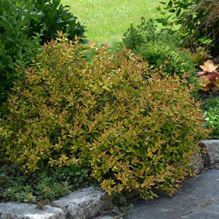 Sarı Abelya – Güzellik  Çalısı Bitkisi 20 Adet