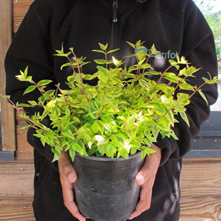 Sarı Abelya – Güzellik  Çalısı Bitkisi 20 Adet