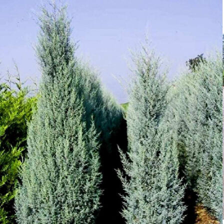 Mavi Servi Cupressus arizona Tohumu – 100 Gr.