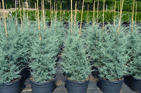Mavi Servi Cupressus arizona Tohumu – 100 Gr.