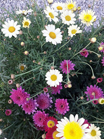 Kır Papatyası Aster alpinus – Karışık Renklerde 20 Adet