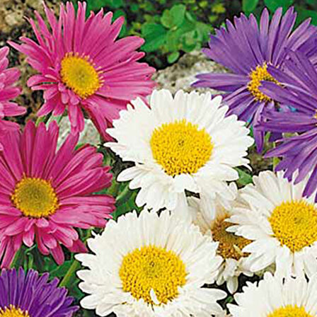 Kır Papatyası Aster alpinus – Karışık Renklerde 10 Adet