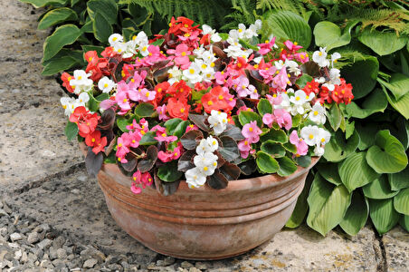 Begonya – Begonia Karışık Renklerde 15 Adet