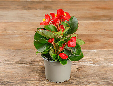 Begonya – Begonia Karışık Renklerde 15 Adet