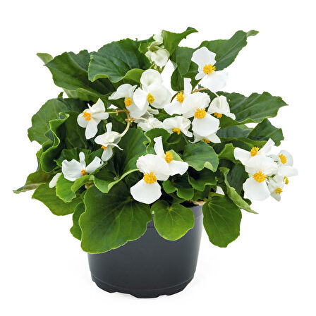 Begonya – Begonia Beyaz Renk 10 Adet