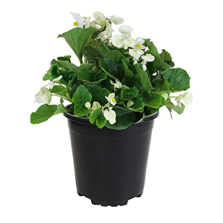 Begonya – Begonia Beyaz Renk 10 Adet
