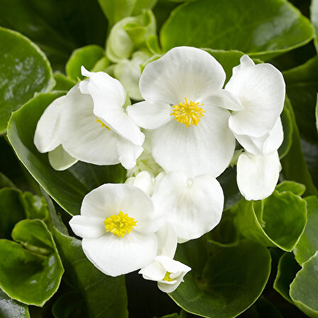 Begonya – Begonia Beyaz Renk 10 Adet